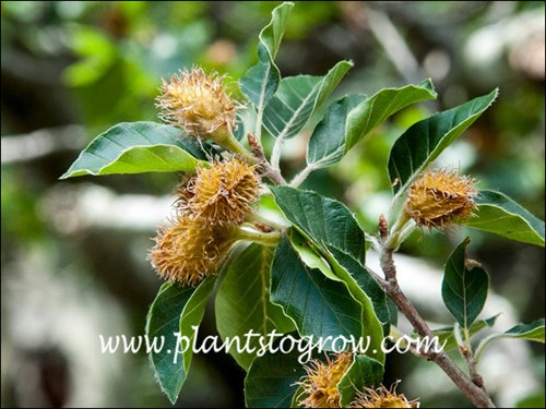 European Beech (Fagus sylvatica) seed capsules have spiny bracts.